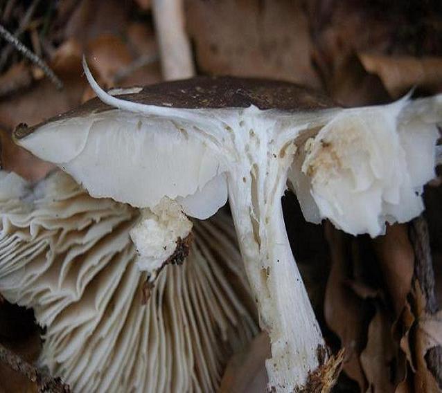 ritrovamento del 9/7